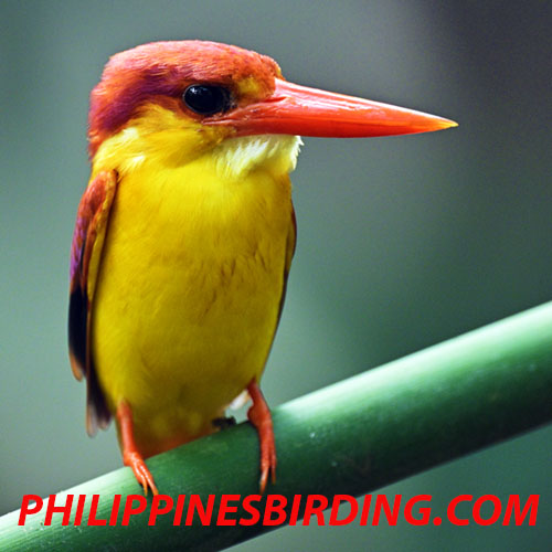 Rufous-backed kingfisher