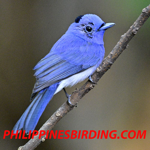 Black-naped monarch